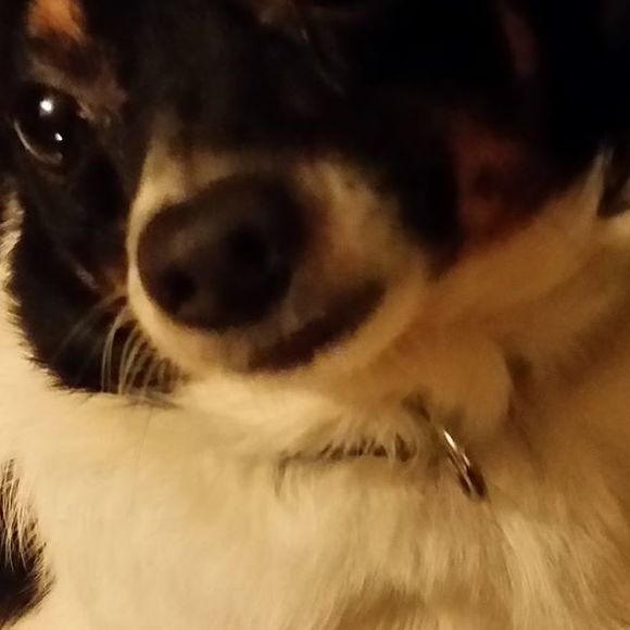 Meet your Posher, Alexander - Picture 1 of 1